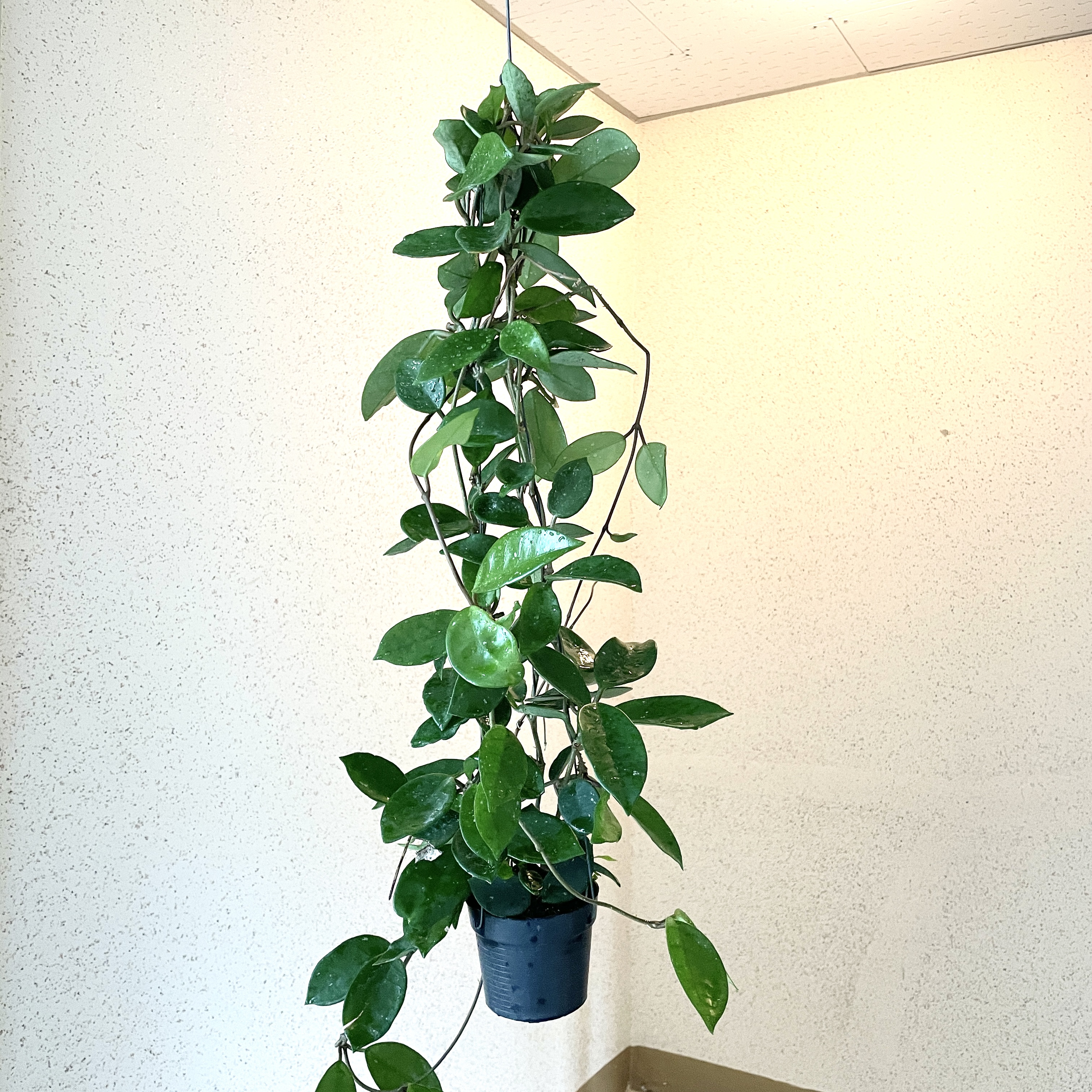 호야 카노사 걸이 키우기 공기정화식물 공중걸이 화분