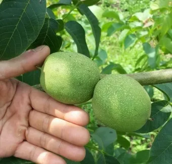 호두 재배 순 지르기 수분 수정 고온 피해 예방_30