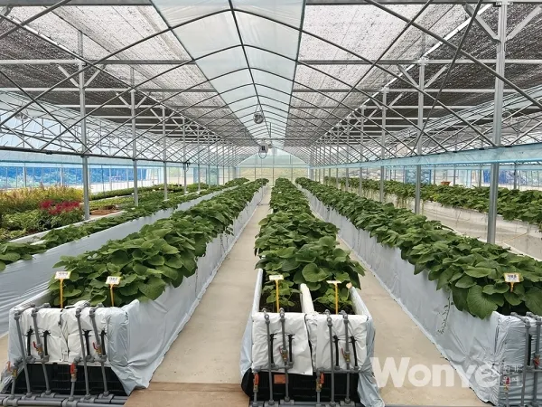 냉이 재배 가을 파종 월동 보온 봄 수확_1