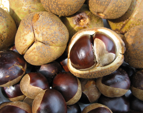 마로니에 열매 독성 성분 칠엽수 열매vs밤 구분법 효능 부작용 먹는법 2