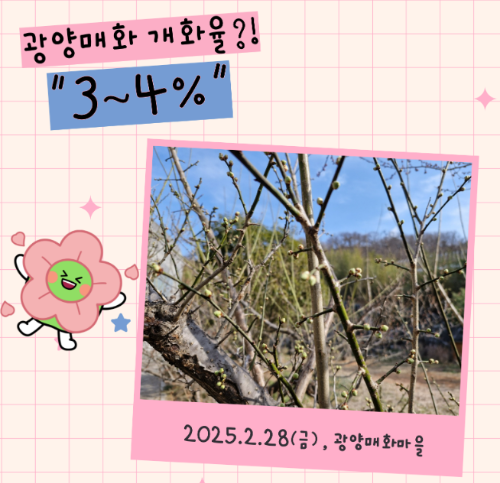 광양 매화축제