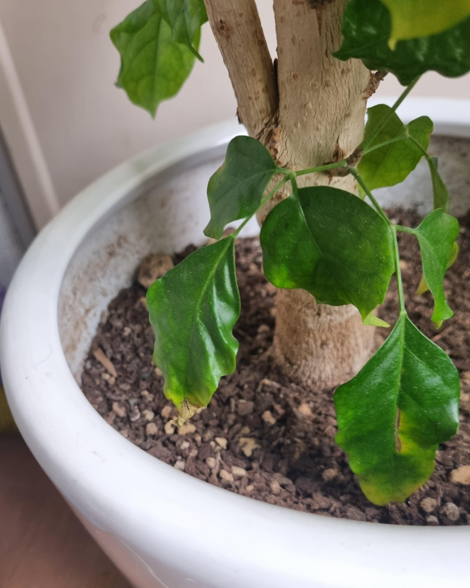 노랗게 변한 녹보수 잎 1