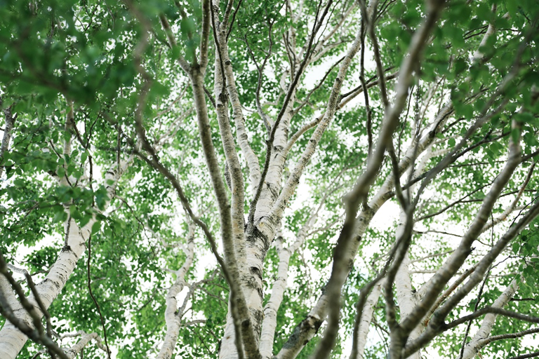 Alpha 7 IV, 크리에이티브 룩 FL