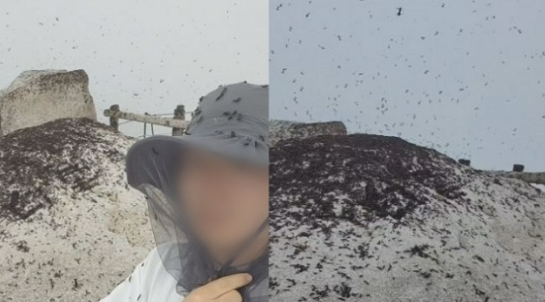 러브버그발생원인-이유