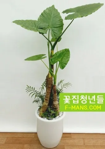 실내식물 여름철 관리 고온다습 통풍확보 물주기시간대 환기방법_17