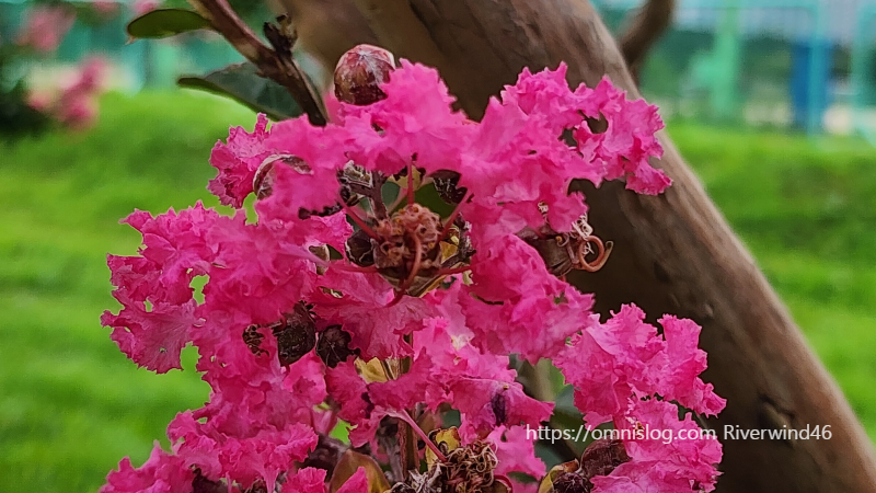 배롱나무꽃,백일홍,여름꽃,간지름나무,목백일홍