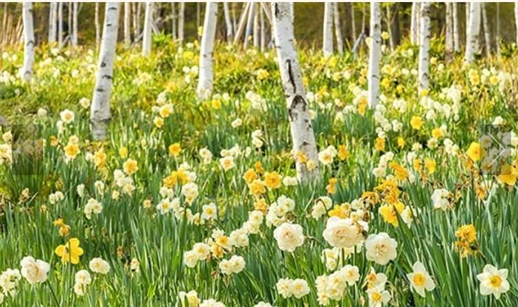 화담숲 예약 화담숲 벚꽃