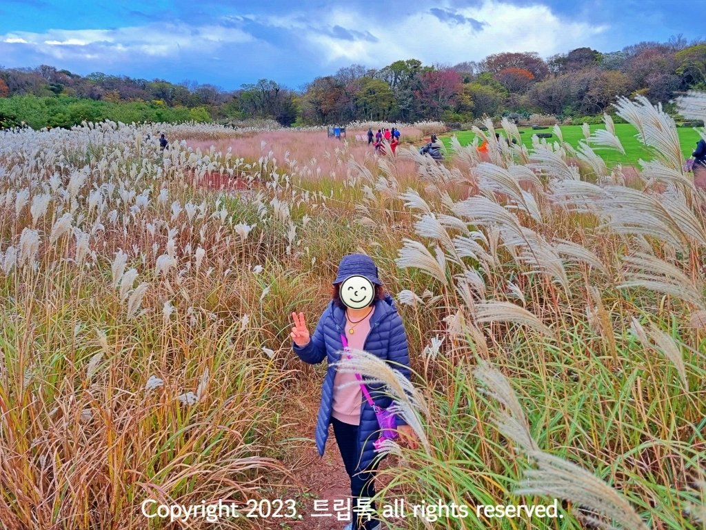 솜털같은 억새밭에서 사진찍는 사람