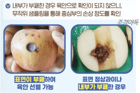 사과가-상하는-2가지-유형