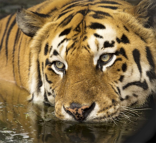 2023년 1월 띠별 운세