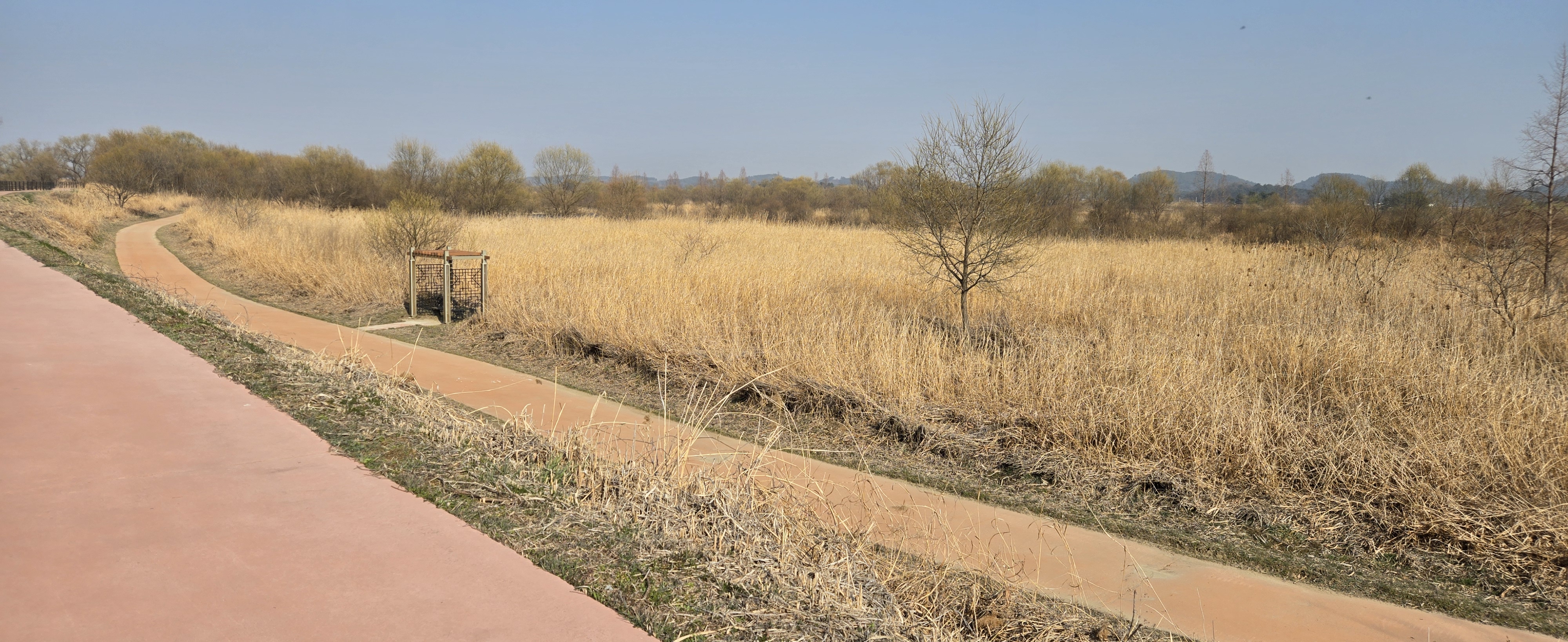 군산 갈대 사진