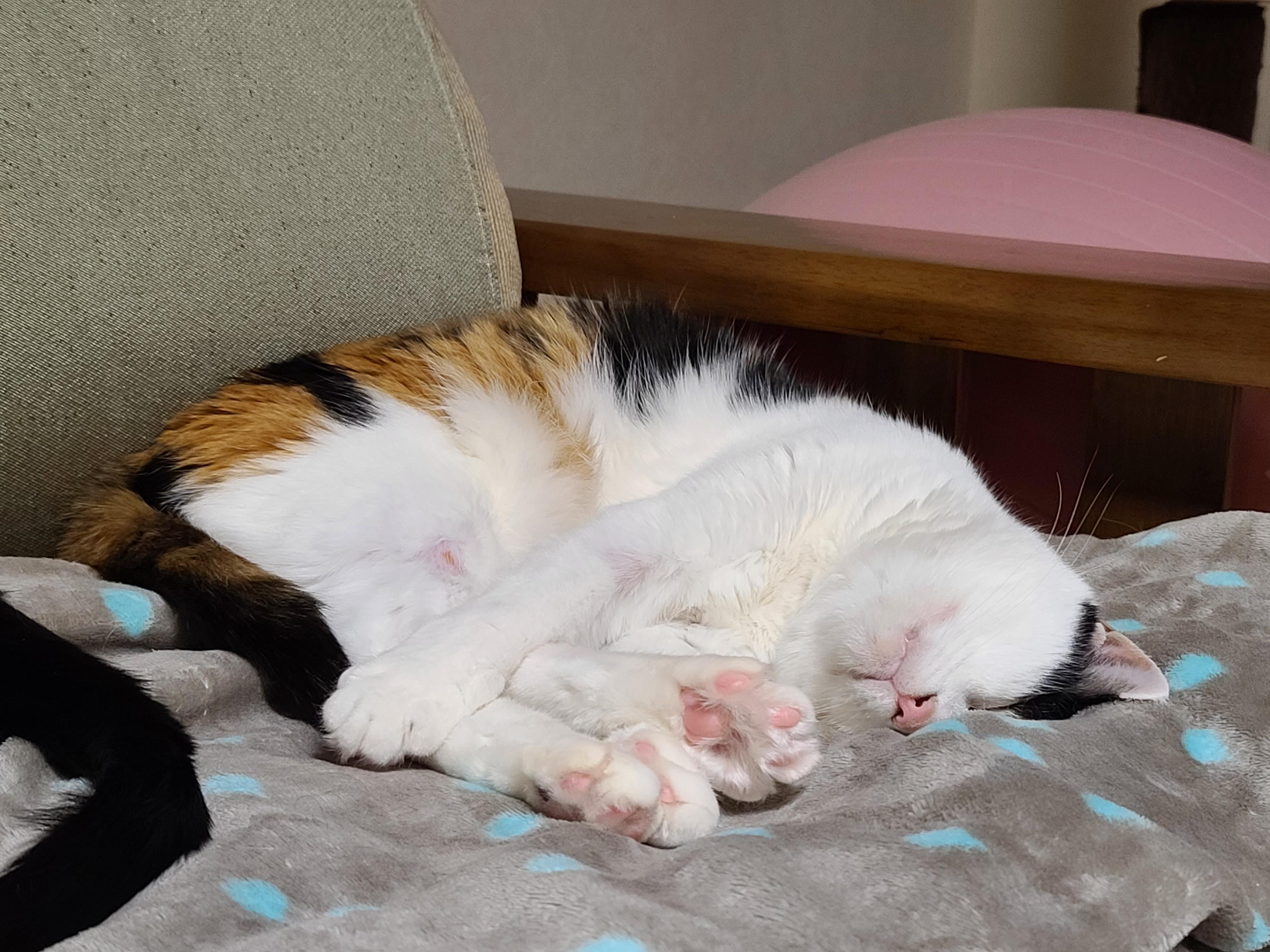 우리집 고양이들에게 전기장판은 선택이 아닌 필수! 보일러가 고장난 3일동안 아홉냥이들은...