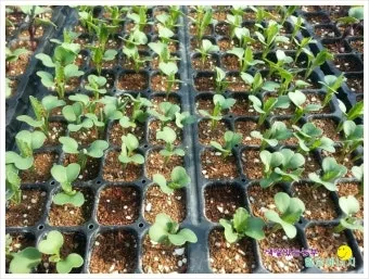 콜라비 재배 모종 선택 빛 관리 당도 높이기_9