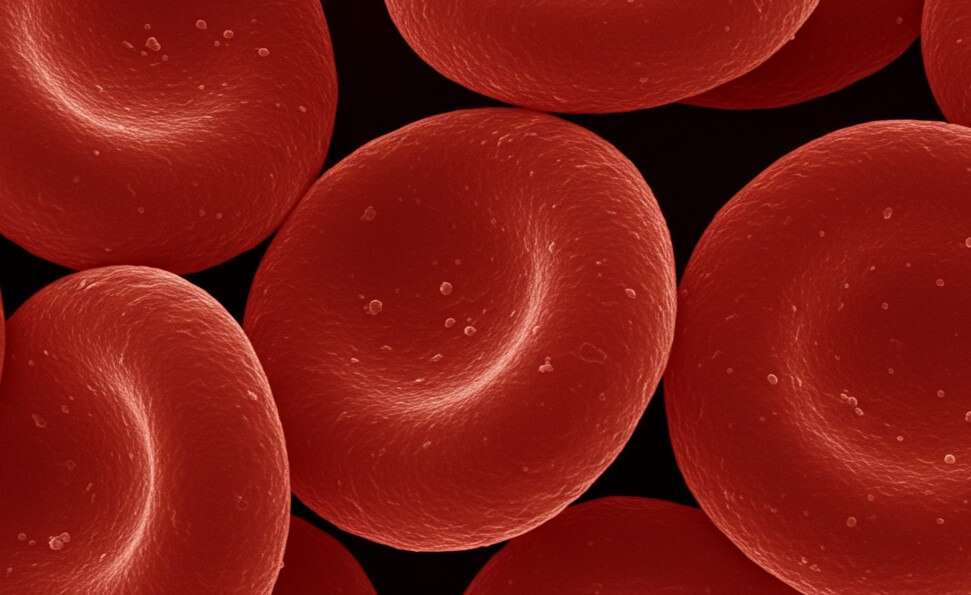 적혈구, 붉은색