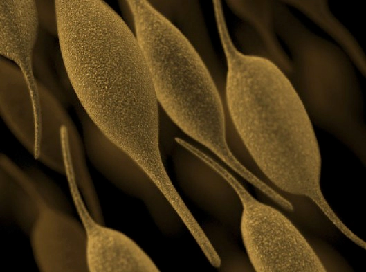 마이코플라즈마 폐렴 자주묻는질문