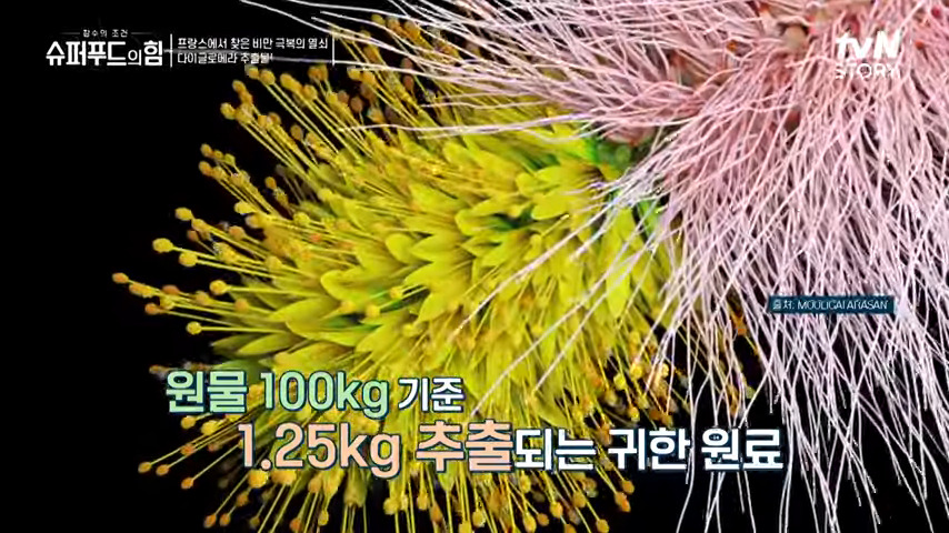 다이글로메라 2