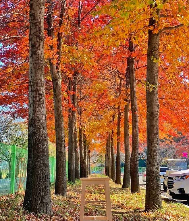 2024 베어트리파크 단풍축제 예매