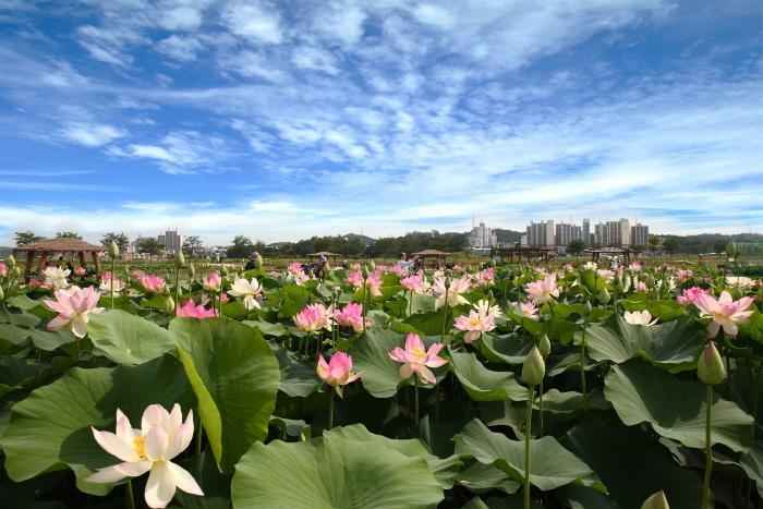 연꽃테마파크