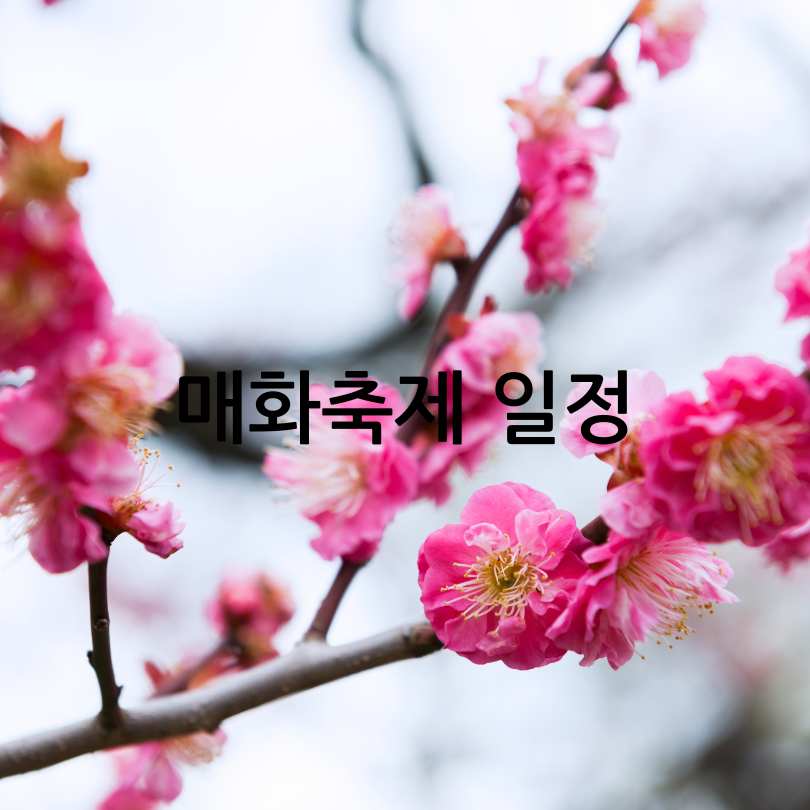 2025년 광양매화축제 & 매화 개화 시기