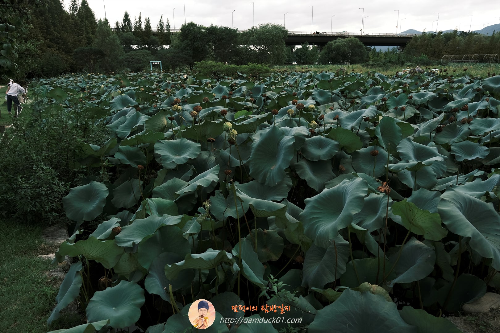 페리 기념 연못