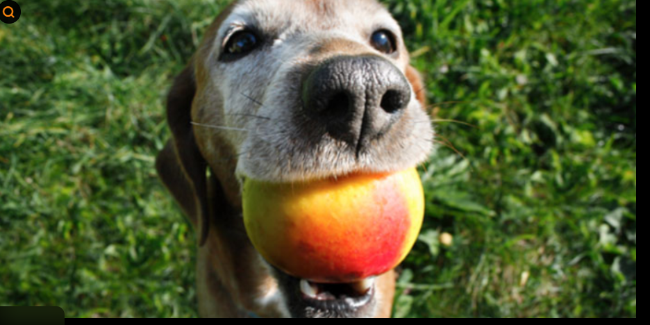 강아지 과일 급여 완벽 가이드