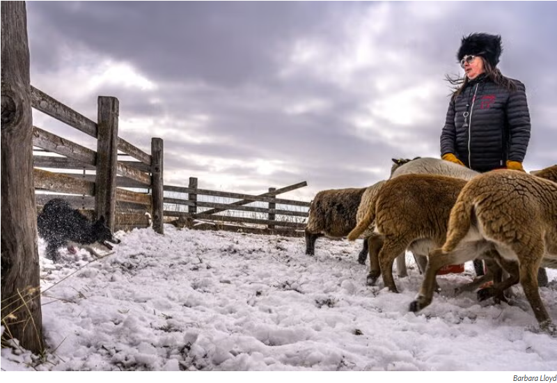 반려견 목욕 주기 (목욕 빈도, 피부 보호막, 저자극 샴푸)