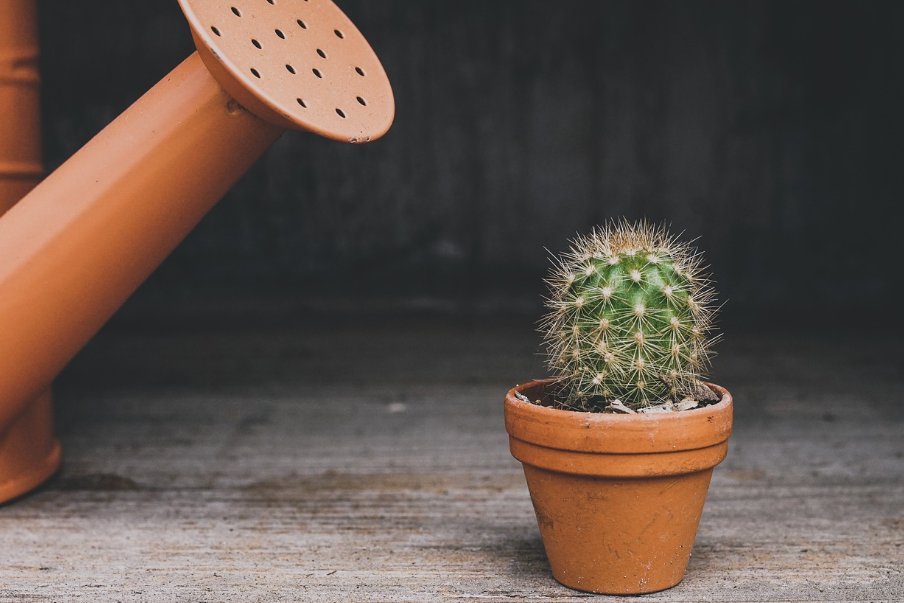 여행 중에도 식물을 건강하게 유지하는 방법 ✈️🌿