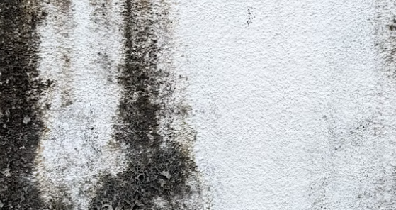 지긋지긋한 벽지 곰팡이 제거, 전문가가 알려주는 완벽 제거 및 재발 방지법