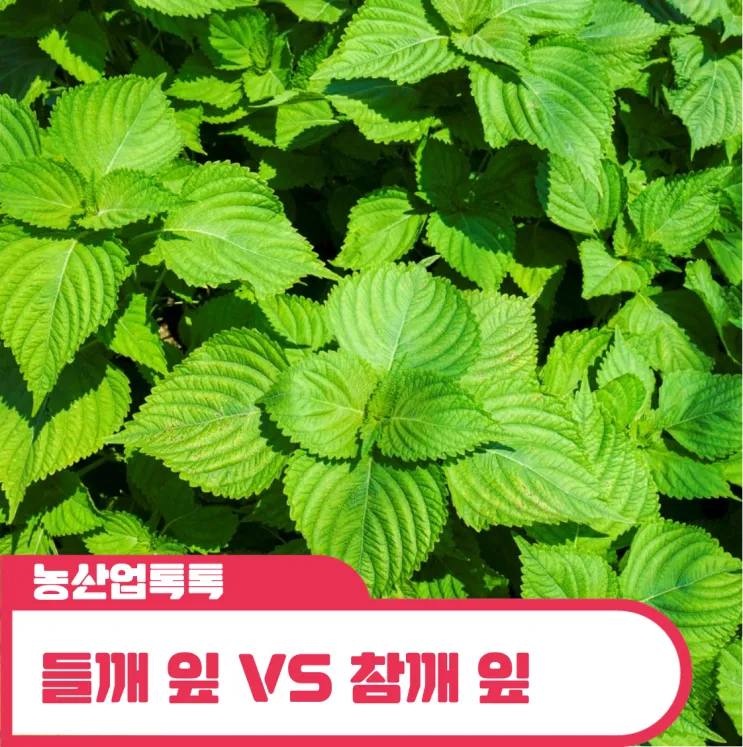 참깨 파종시기 재배방법 남부 중부_4