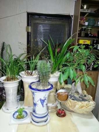 실내화분 이동 스트레스 줄이기 화분자리 변경 단계적적응 빛조절 요령_4