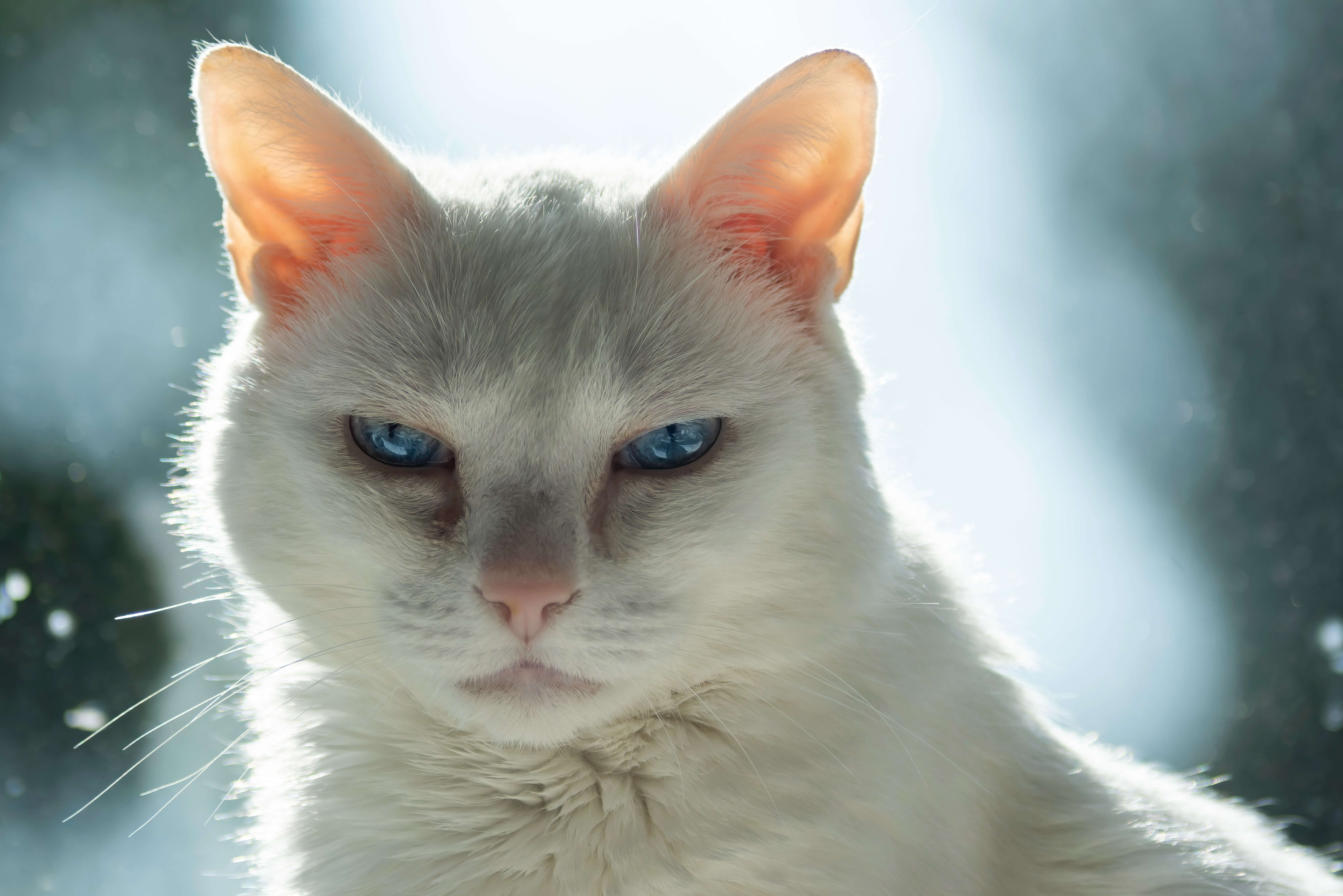 샴 고양이에 대해 알아보기(특징&amp;#44; 성격&amp;#44; 외모&amp;#44; 사료&amp;#44; 털 관리&amp;#44; 수명 등)