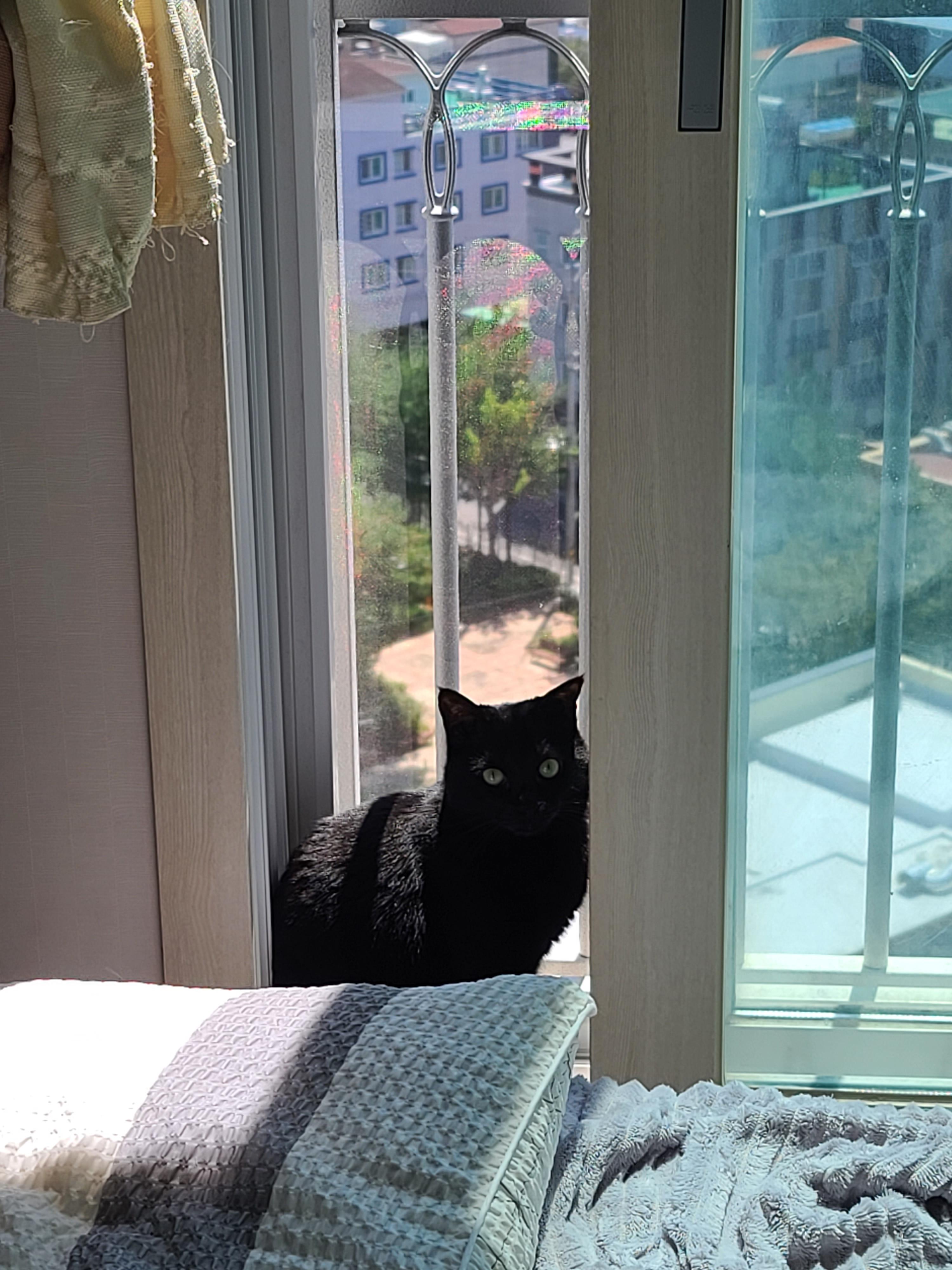 오랜만에 햇살샤워 하는 고양이 건이 (feat.안전방충망)