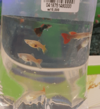 고정구피와 막구피의 차이점