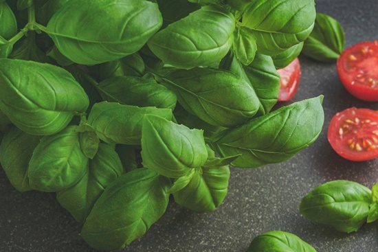 향긋한&nbsp;식용&nbsp;허브&nbsp;"바질&nbsp;기르기"&nbsp;파종/물주기/순지르기/특성/활용 레시피