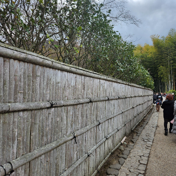 대나무 담 너머 동백 나무가 줄지어 자라고 있다.