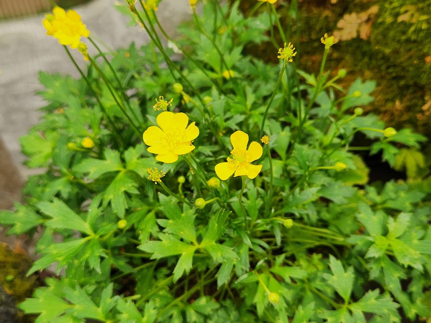 미나리아재비 Buttercup