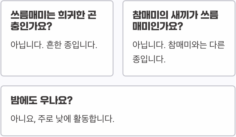 쓰름매미 생태와 특징 총정리&amp;#44; 다른 매미와 구별되는 외형적 차이
