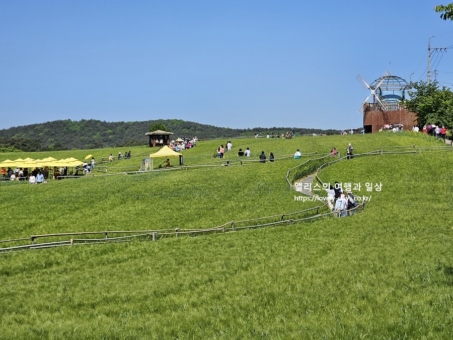 2026 고창 청보리밭 축제 기간 프로그램 주차장 당일치기 투어