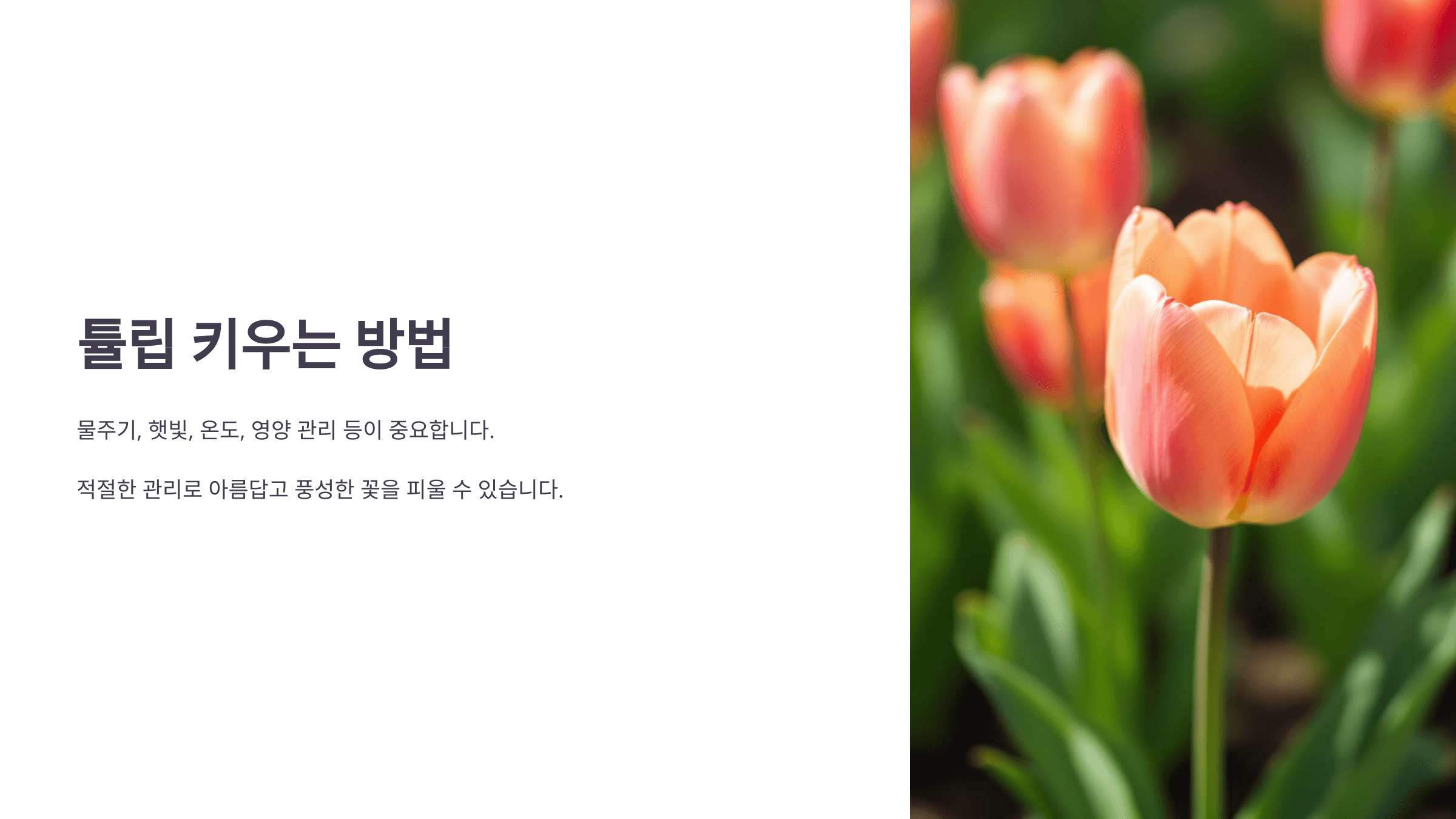 튤립과 관련된 사진입니다.