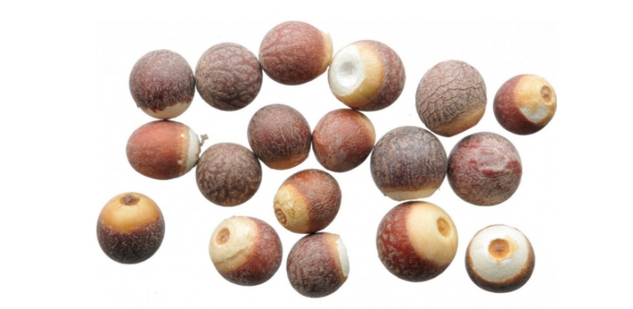 야생에서 채취를 한 가시연밥의 씨앗인 검인, 즉 계두실을 하얀 바닥 위에 10여개 놓아두고 찍은 사진