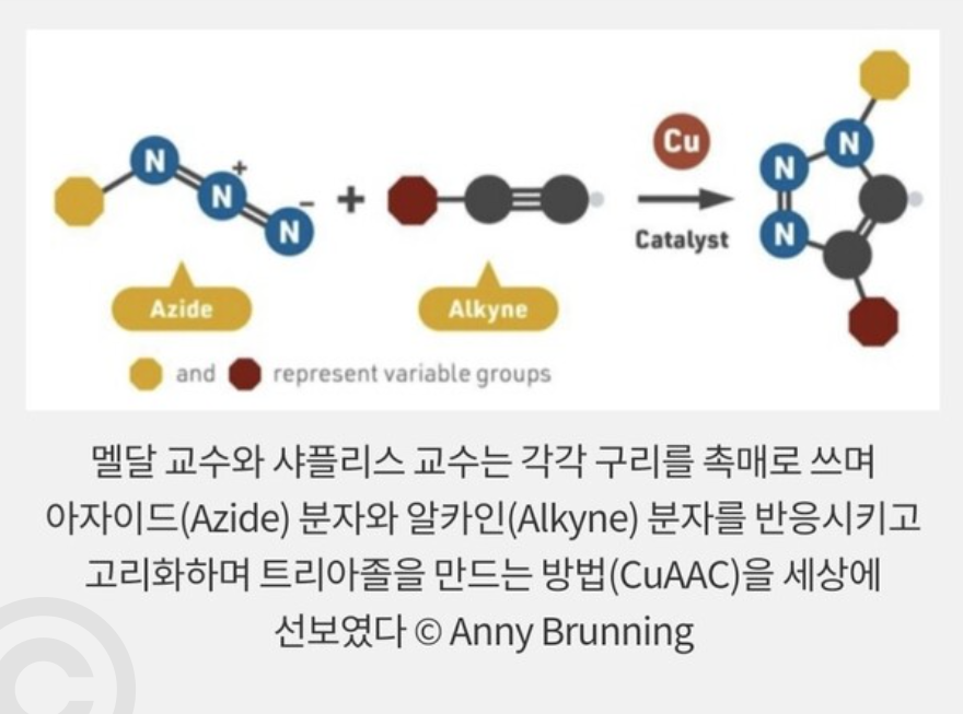 비아로자 효능 가격 부작용 및 호로파 성분 비교 비아로자 효능 부작용 및 호로파 차이점 직접 정리