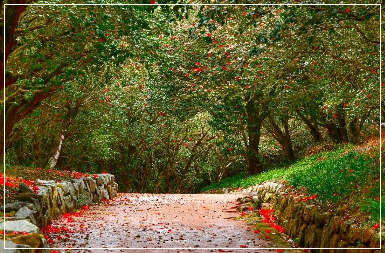 광양 가볼만한곳 베스트10 옥룡사지 동백나무숲