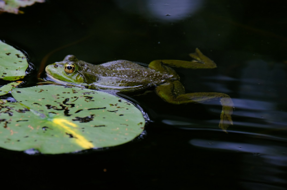 지구상에서 가장 외로운 생명체 홀로 존재하는 희귀한 동물들