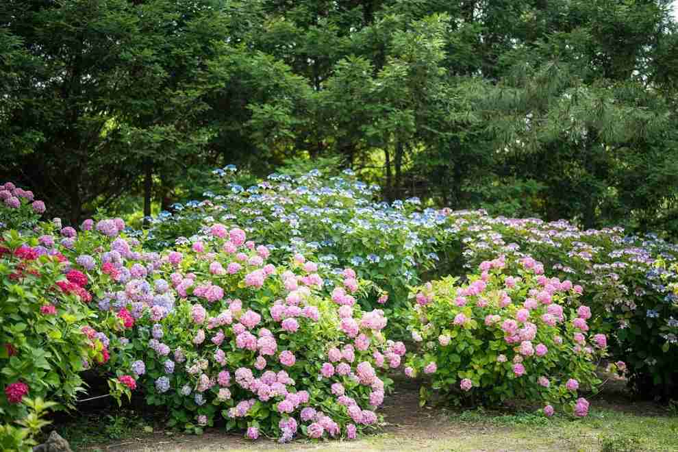 한림공원 부겐빌레아 축제