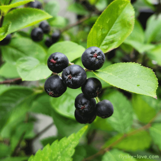 노화 예방에 효과적인 아로니아
