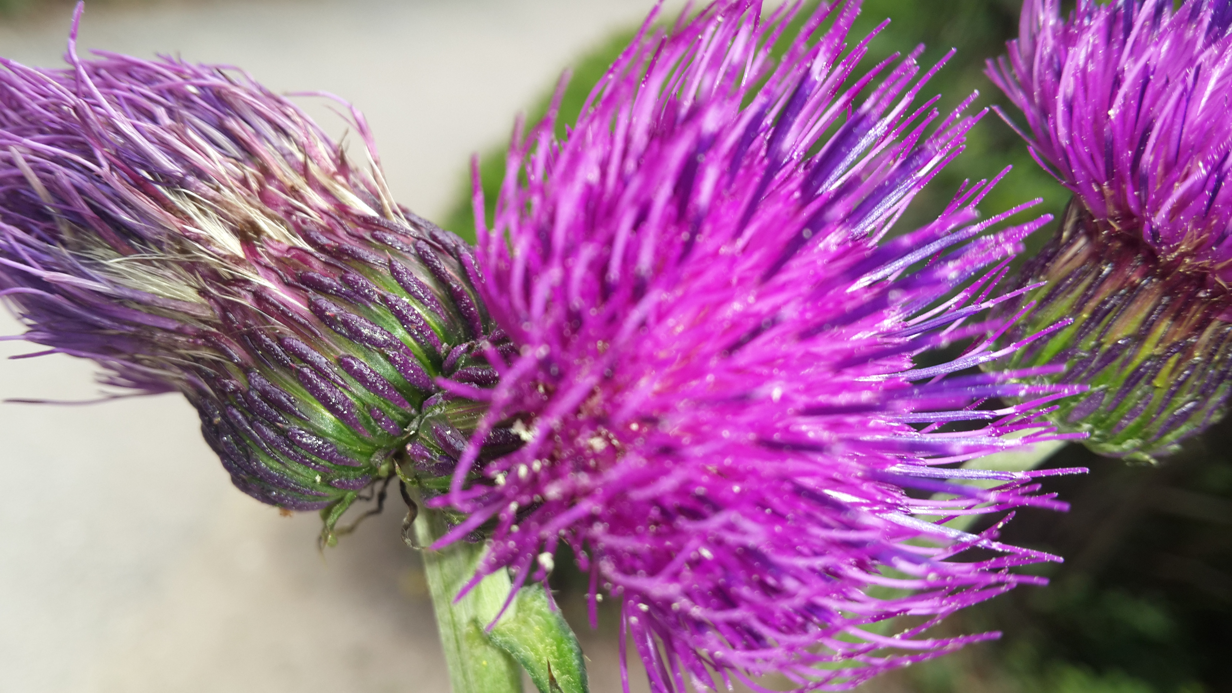 엉겅퀴 꽃송이 확대 이미지