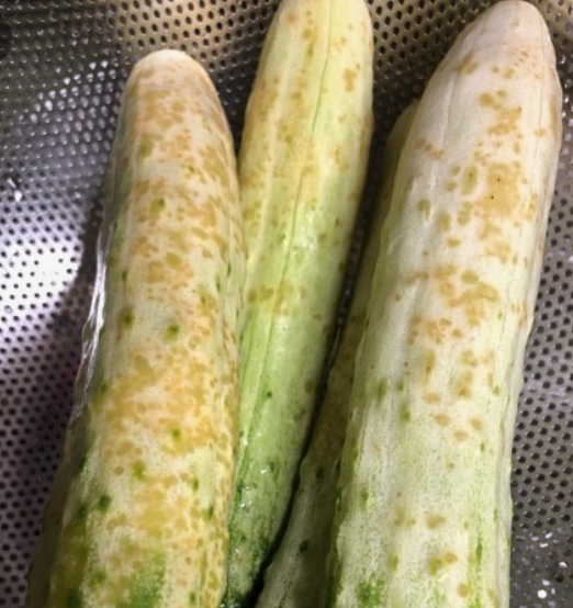 상한-오이-사진