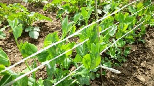 완두콩-재배법-수확방법-솎아주기-지주대-설치방법