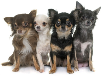 네 마리의 치와와와.