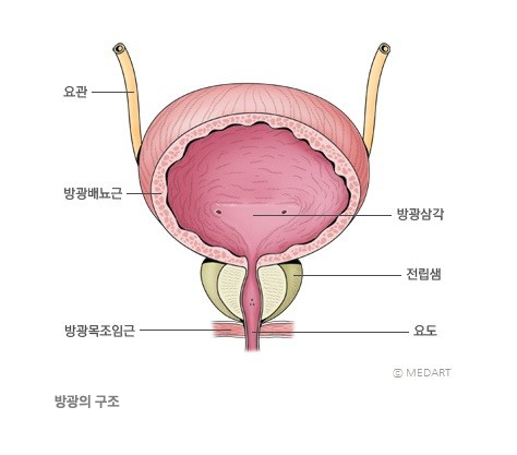 방광의 구조